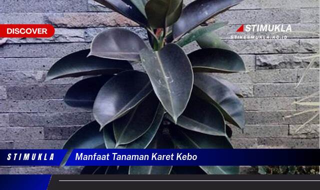 9 Manfaat Tanaman Karet Kebo Rahasia Kesehatan Terungkap! 9 Manfaat Tanaman Karet Kebo Rahasia Kesehatan Terungkap!