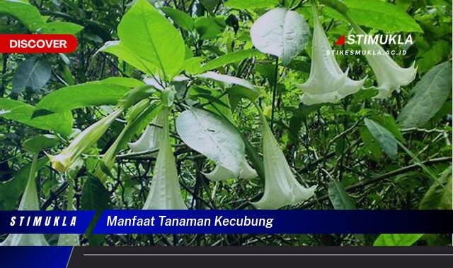 Ketahui 10 Manfaat Tanaman Kecubung untuk Kesehatan Tradisional dan Keamanan Penggunaannya