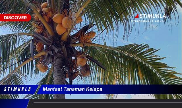 8 Manfaat Tanaman Kelapa Rahasia Kesehatan Alami
