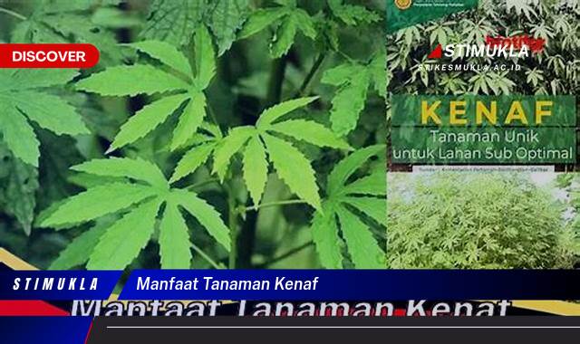 8 Manfaat Tanaman Kenaf Temukan Khasiatnya Sekarang