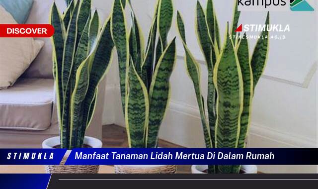 8 Manfaat Tanaman Lidah Mertua di Dalam Rumah Udara Jadi Lebih Segar