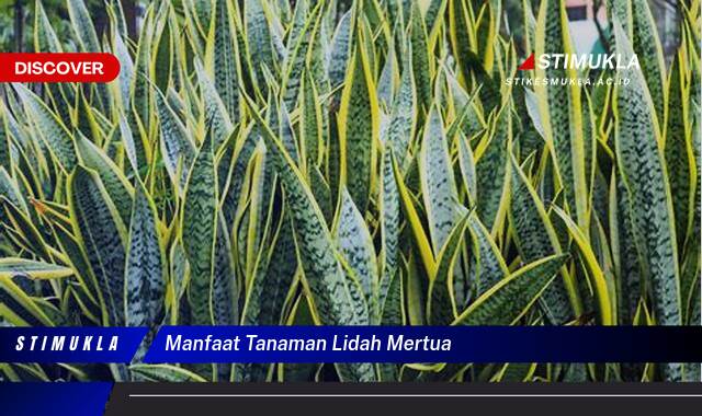 Ketahui 9 Manfaat Tanaman Lidah Mertua untuk Kesehatan dan Keindahan Rumah Anda Ketahui 9 Manfaat Tanaman Lidah Mertua untuk Kesehatan dan Keindahan Rumah Anda