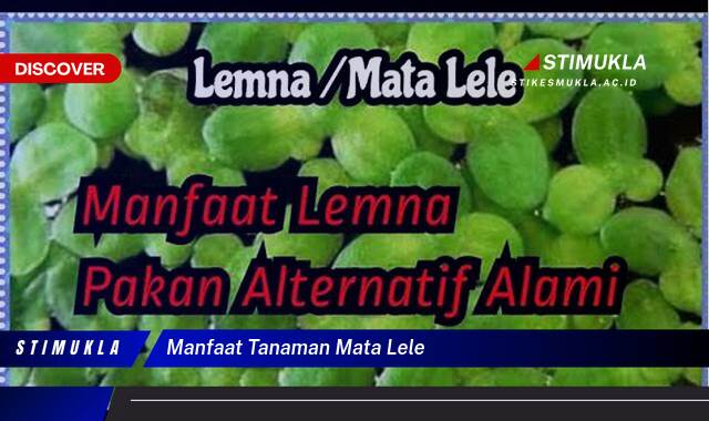 Ketahui 10 Manfaat Tanaman Mata Lele untuk Kesehatan dan Kecantikan Kulit