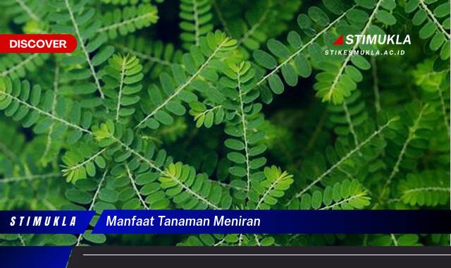 8 Manfaat Tanaman Meniran Ungkap Khasiat Tersembunyi 8 Manfaat Tanaman Meniran Ungkap Khasiat Tersembunyi