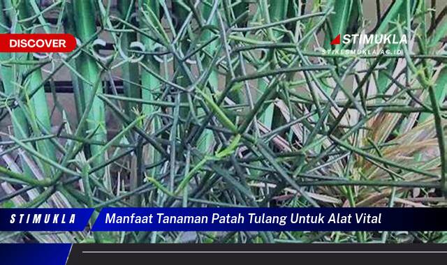 Inilah 8 Manfaat Tanaman Patah Tulang untuk Alat Vital Pria, Kuat, Perkasa, Tahan Lama