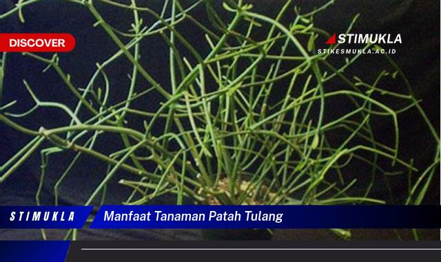 Ketahui 9 Manfaat Tanaman Patah Tulang untuk Penyembuhan Cepat dan Alami