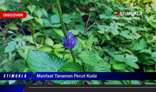 9 Manfaat Tanaman Pecut Kuda untuk Kesehatan dan Penyembuhan