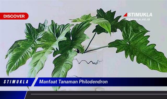 9 Manfaat Tanaman Philodendron Temukan Rahasia Alami