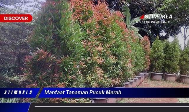 Ketahui 10 Manfaat Tanaman Pucuk Merah untuk Mempercantik Rumah dan Kesehatan Keluarga Anda