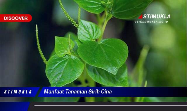 Inilah 8 Manfaat Tanaman Sirih Cina untuk Kesehatan Anda