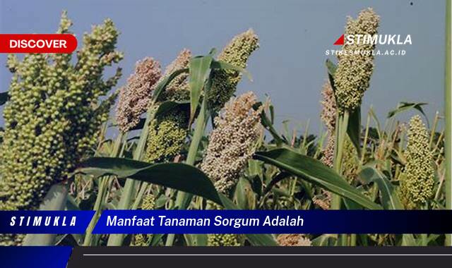 9 Manfaat manfaat tanaman sorgum adalah Ungkap Khasiat Alami Tersembunyi
