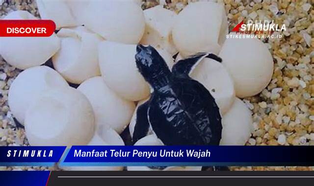 10 Manfaat Telur Penyu Untuk Wajah Cerah, Sehat dan Awet Muda